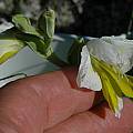 Gladiolus alatus white, Bob Rutemoeller