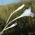 Gladiolus albens