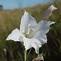 Gladiolus albens, Rachel Saunders Gladiolus albens, Rachel Saunders