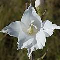 Gladiolus albens, Rachel Saunders Gladiolus albens, Rachel Saunders