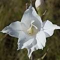 Gladiolus albens, Rachel Saunders