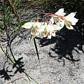 Gladiolus angustus, Chris Vynbos, iNaturalist, CC BY-SA