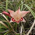 Gladiolus angustus, Rachel Saunders