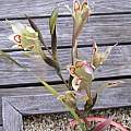 Gladiolus angustus, Mary Sue Ittner