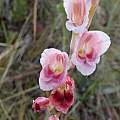 Gladiolus appendiculatus, Rachel Saunders