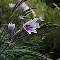 Gladiolus aquamontanus