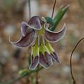 Gladiolus arcuatus?, Namaqualand, Mary Sue Ittner