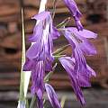 Gladiolus atroviolaceus, Jane McGary