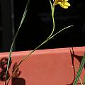 Gladiolus aureus, Bob Werra