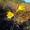 Gladiolus aureus