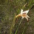 Gladiolus bilineatus, Rachel Saunders Gladiolus bilineatus, Rachel Saunders