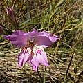 Gladiolus blommesteinii