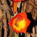 Gladiolus bonaspei, Dylan Hannon
