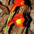 Gladiolus bonaspei, Dylan Hannon