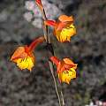 Gladiolus bonaspei