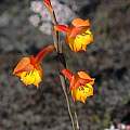 Gladiolus bonaspei, Rod Saunders