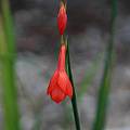 Gladiolus bonaspei, Mary Sue Ittner