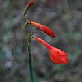 Gladiolus bonaspei, Mary Sue Ittner