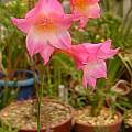 Gladiolus bonaspei x hirsutus, Hiroyuki Tanaka