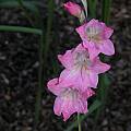 Gladiolus brevifolius, Bob Rutemoeller