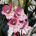 Gladiolus brevifolius, Cameron McMaster