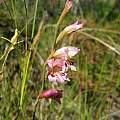 Gladiolus brevifolius, Rod Saunders