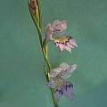 Gladiolus brevifolius, Mary Sue Ittner