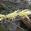 Gladiolus buckerveldii, Cederberg, Rachel Saunders
