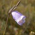 Gladiolus bullatus, Napier, Cameron McMaster