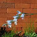 Gladiolus caeruleus, Telos Rare Bulbs, Nhu Nguyen