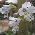 Gladiolus caeruleus