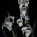 Gladiolus caeruleus, Bob Werra