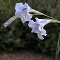 Gladiolus caeruleus, Mary Sue Ittner