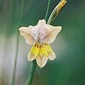 Gladiolus carinatus,  Alan Horstmann
