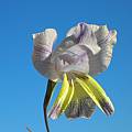 Gladiolus carinatus,  Alan Horstmann