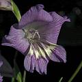 Gladiolus carinatus, Bob Werra