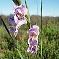 Gladiolus carinatus, Elands Bay, Cameron McMaster