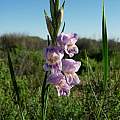 Gladiolus carinatus, Elands Bay, Cameron McMaster