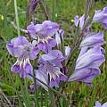 Gladiolus carinatus, Hopefield, Cameron McMaster