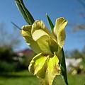 Gladiolus carinatus, yellow form, Cameron McMaster