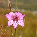 Gladiolus carneus