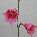 Gladiolus caryophyllaceus, Mary Sue Ittner