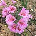 Gladiolus caryophyllaceus, Alan Horstmann
