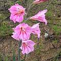 Gladiolus caryophyllaceus, Alan Horstmann