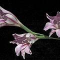 Gladiolus caryophyllaceus, Bob Werra