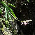 Gladiolus cataractarum