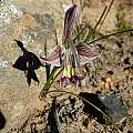 Gladiolus ceresianus, Roggeveld, Cameron McMaster