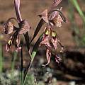Gladiolus ceresianus, Rod Saunders