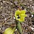 Gladiolus trichonemifolius, Bob Rutemoeller