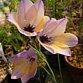 Gladiolus citrinus x rogersii, Hiroyuki Tanaka